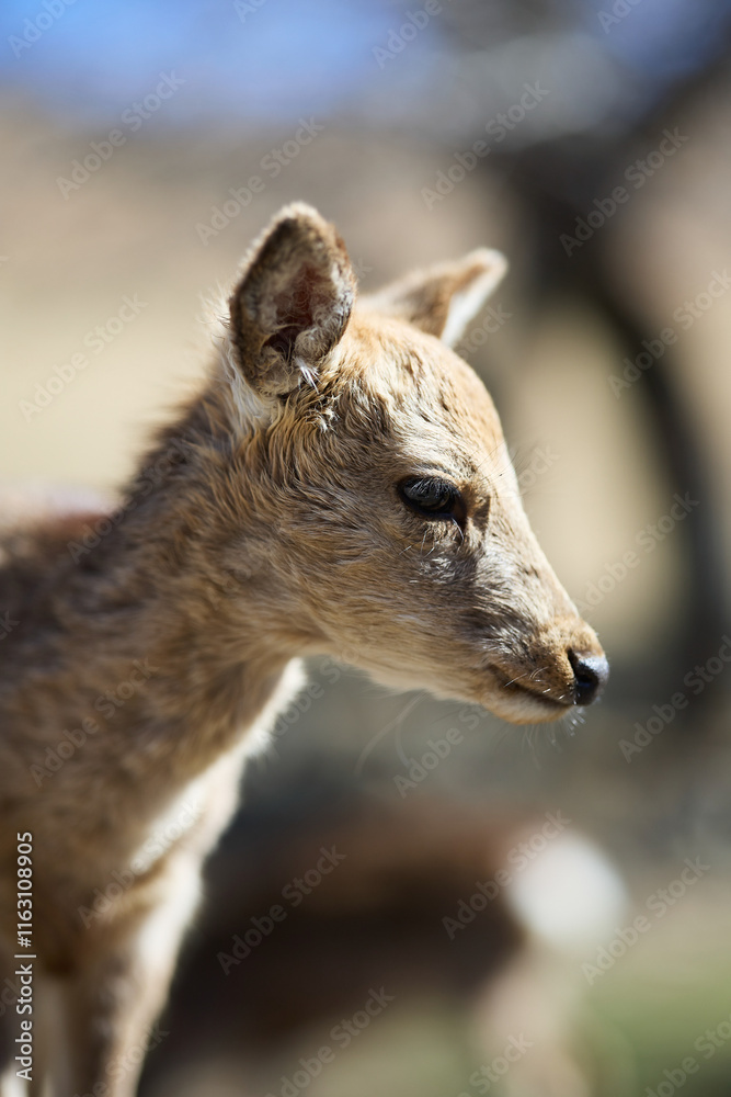 Fototapeta premium 奈良公園の鹿