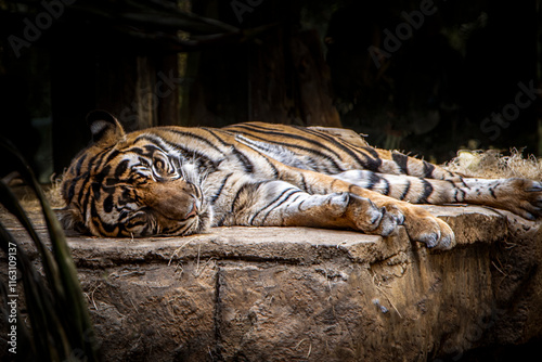 Photography A bengal tiger lying down on a stone surface