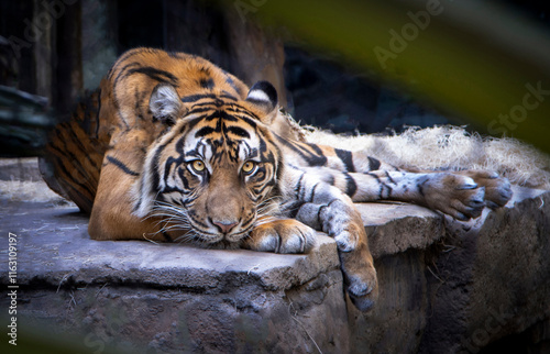 Close up of a  bengal tiger's face photo