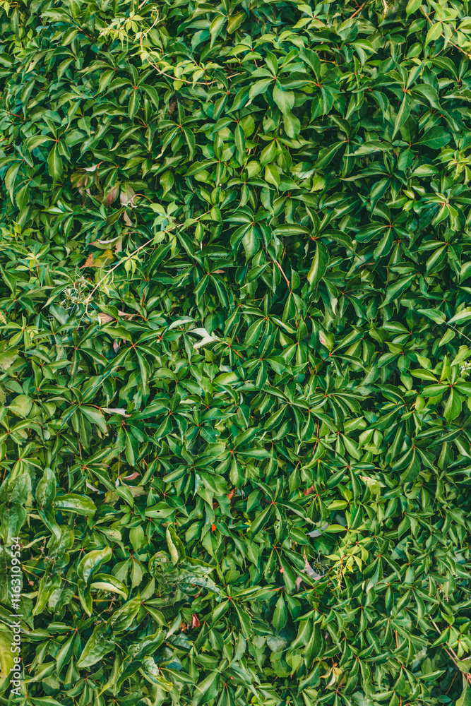 Fototapeta premium Solid green wall of dense Virginia creeper leaves, creating a natural and textured outdoor background. Perfect for environmental or botanical designs.