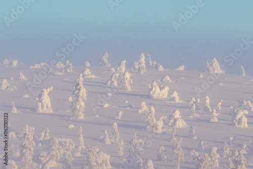 Trees in crown-snow load growing on a slope during a misty sunrise on a cold morning in Riisitunturi National Park, Northern Finland photo