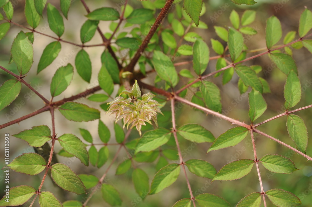 Plant in the garden in spring