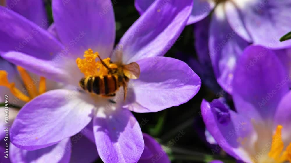 Bee in crocuses.Spring flora and fauna. Blooming crocuses in the spring garden in sunshine.First spring flowers and insects. Spring bulbous flowers. 4k footage Bee in crocuses.Spring flora and fauna. Blooming crocuses in the spring garden in sunshine.First spring flowers and insects. Spring bulbous flowers. 4k footage