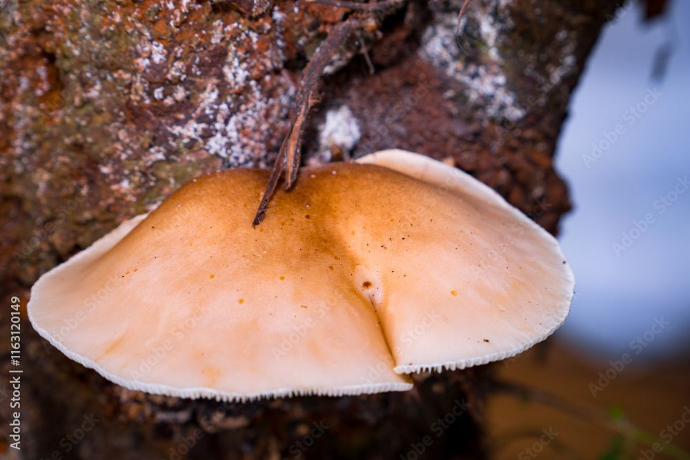 Fototapeta premium close up of Lentinus squarrosulus Mont group Polyporaceae mushroom. Wild mushroom on wood in the morning. Wood mushroom growing around rotting log. Nature and food concept