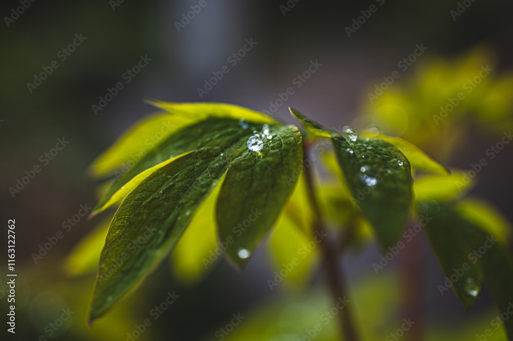 Obraz premium Celle, 30.12.2024