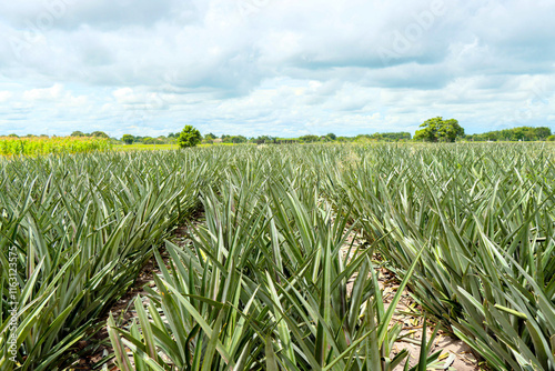 Campos dos Goytacazes, RJ, Brazil, 12/29/2024 - A pineapple plantation in Campos' countryside