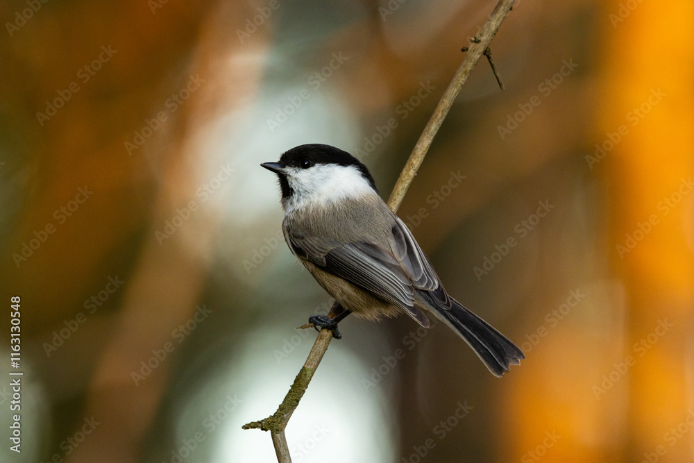Small Willow tit perching on a Norway spruce branch during an autumn evening with a beautiful light in a boreal forest in Estonia, Northern Europe Small Willow tit perching on a Norway spruce branch during an autumn evening with a beautiful light in a boreal forest in Estonia, Northern Europe