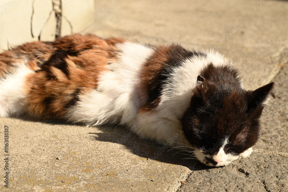 年老いた威厳のある三毛猫 年老いた威厳のある三毛猫