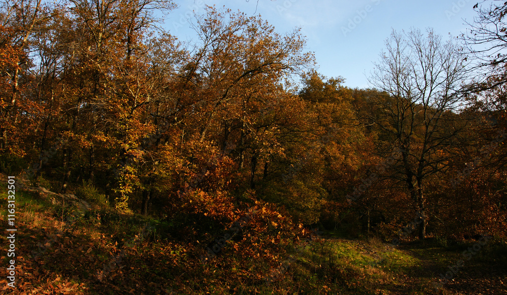 A view from the forested areas of Zonguldak, Turkey A view from the forested areas of Zonguldak, Turkey