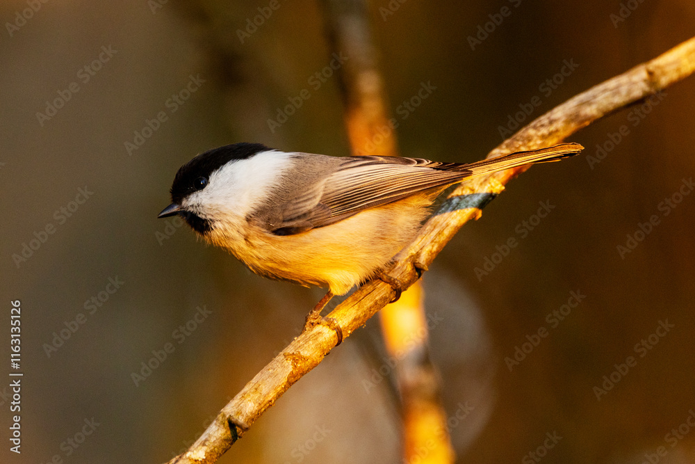 Obraz premium Small Willow tit perching on a Norway spruce branch during an autumn evening with a beautiful light in a boreal forest in Estonia, Northern Europe