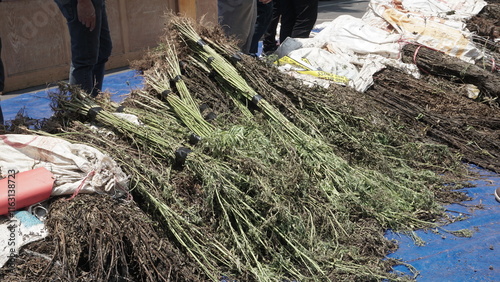 tens of thousands of illegal marijuana trees seized by Lumajang police, East Java, Indonesia. photo