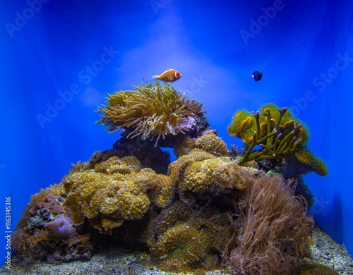 Obraz na płótnie A vibrant underwater coral reef with colorful fish in a blue aquatic environment. w salonie