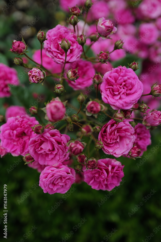 pink flowers pink flowers