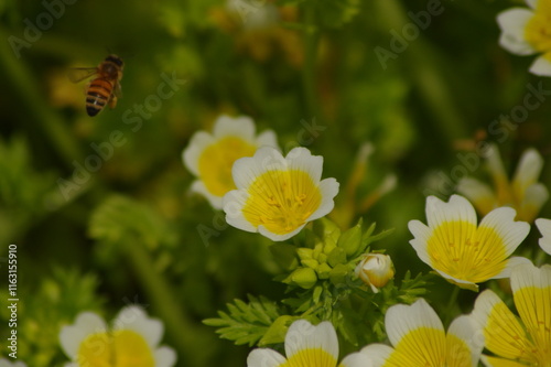 黄色と白の花弁のリムナンテスのお花