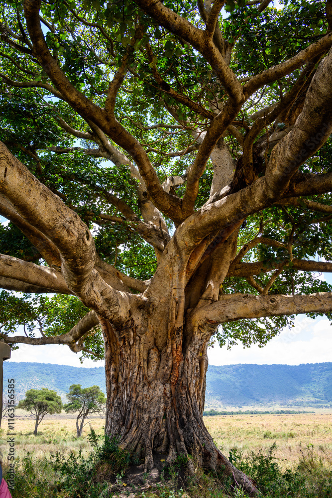 Closeup of ancient fig tree, over 300 years old, growing on the savanna in the Maasai Mara National Reserve, African adventure safari in Kenya
Closeup of ancient fig tree, over 300 years old, growing on the savanna in the Maasai Mara National Reserve, African adventure safari in Kenya