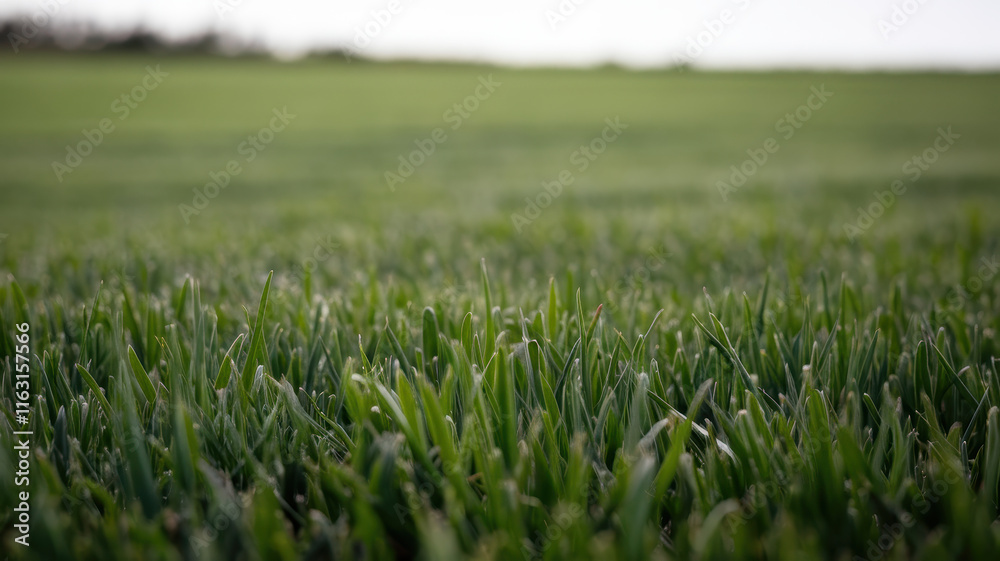 A lush green lawn fills the foreground, showcasing healthy blades of grass swaying gently in the breeze under a soft, diffused sunlight. A lush green lawn fills the foreground, showcasing healthy blades of grass swaying gently in the breeze under a soft, diffused sunlight.