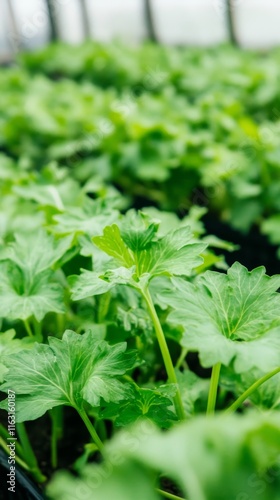 Hydroponic celery cultivation in a greenhouse