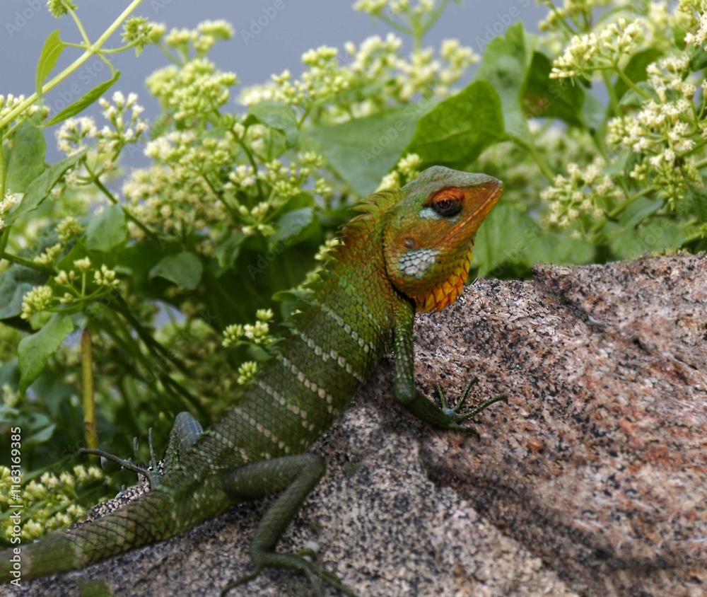 Obraz premium lizard on a branch