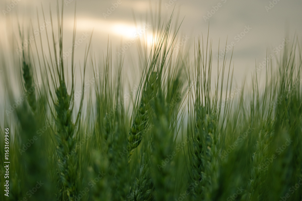 Obraz premium Wheat Field