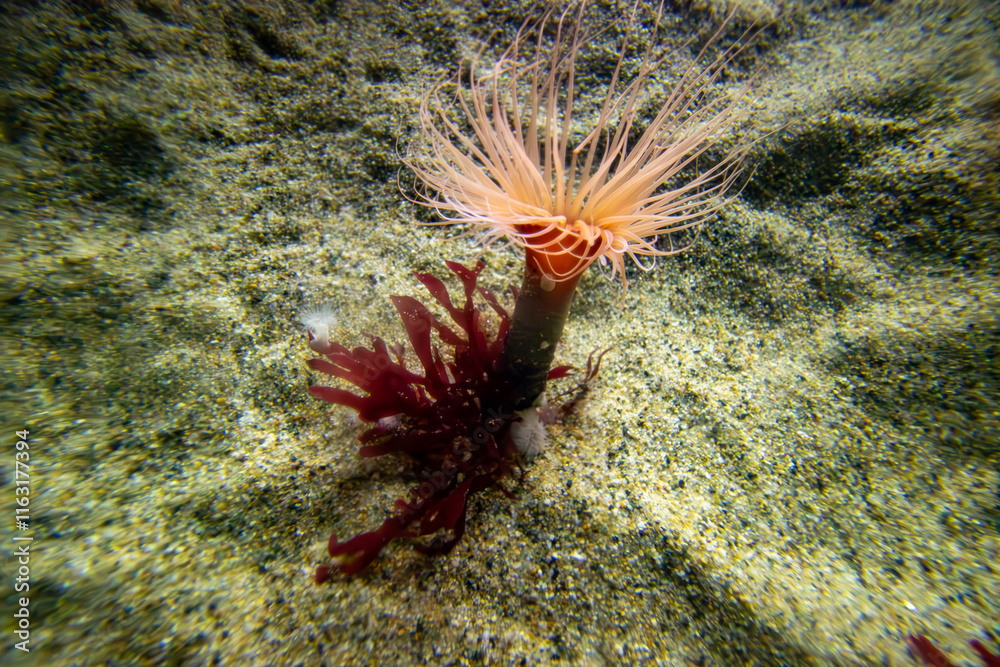 An underwater view of a sea anemone and red algae on a sandy ocean floor, showcasing the vibrant marine ecosystem.