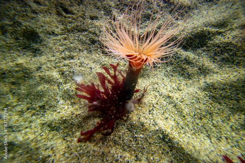 Obraz na płótnie An underwater view of a sea anemone and red algae on a sandy ocean floor, showcasing the vibrant marine ecosystem. w salonie