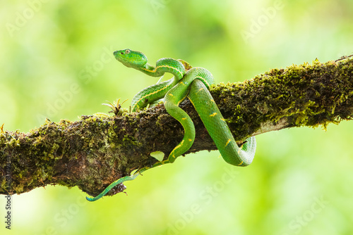 Bothriechis lateralis is a venomous pit viper species found in the mountains of Costa Rica and western Panama. No subspecies are currently recognized photo