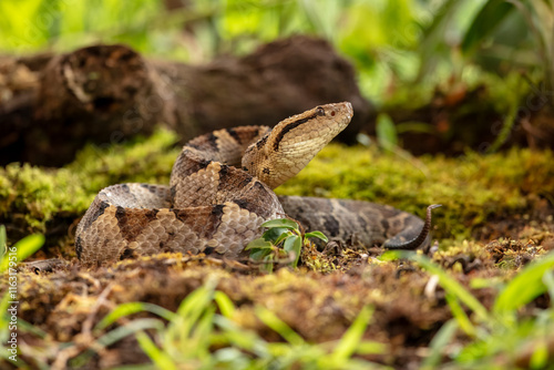 Central American jumping pitviper. Atropoides mexicanus is a venomous pitviper species endemic to Mexico and Central America photo