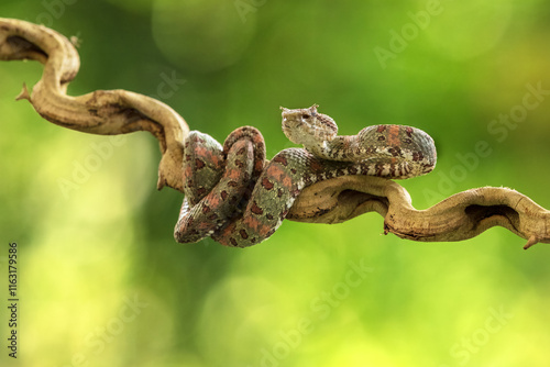 Quadro su tela Bothriechis schlegelii, the eyelash viper, is a venomous pit viper species found