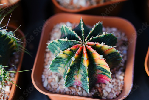 Group of Gymnocalycium variegated cactus collecting in greenhouse. photo