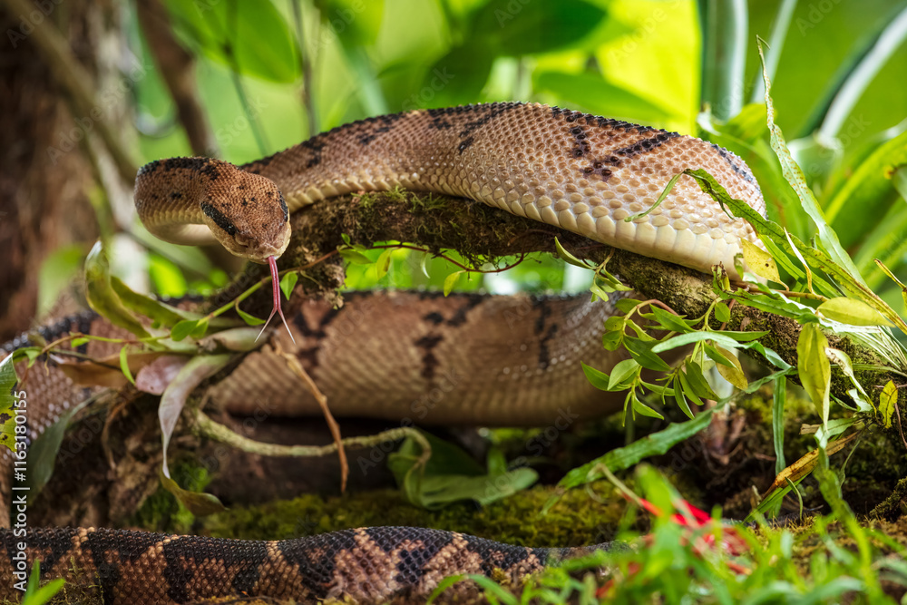 Naklejka premium Central american bushmaster - Lachesis stenophrys is a venomous pit viper species endemic to Central America. The specific name, stenophrys, is derived from the Greek words stenos, meaning 