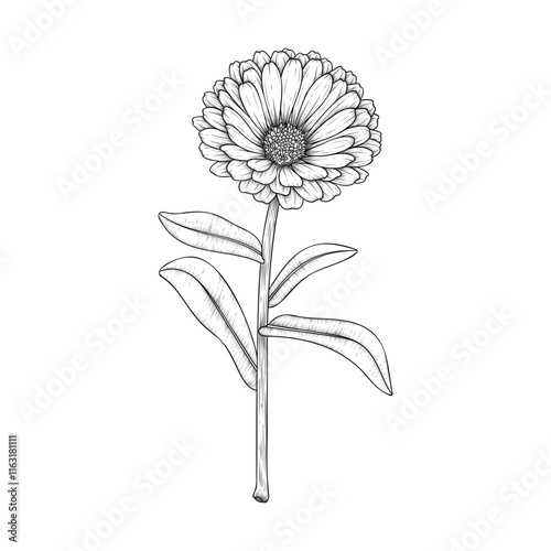 Hand drawn line art calendula flower stem isolated on white background