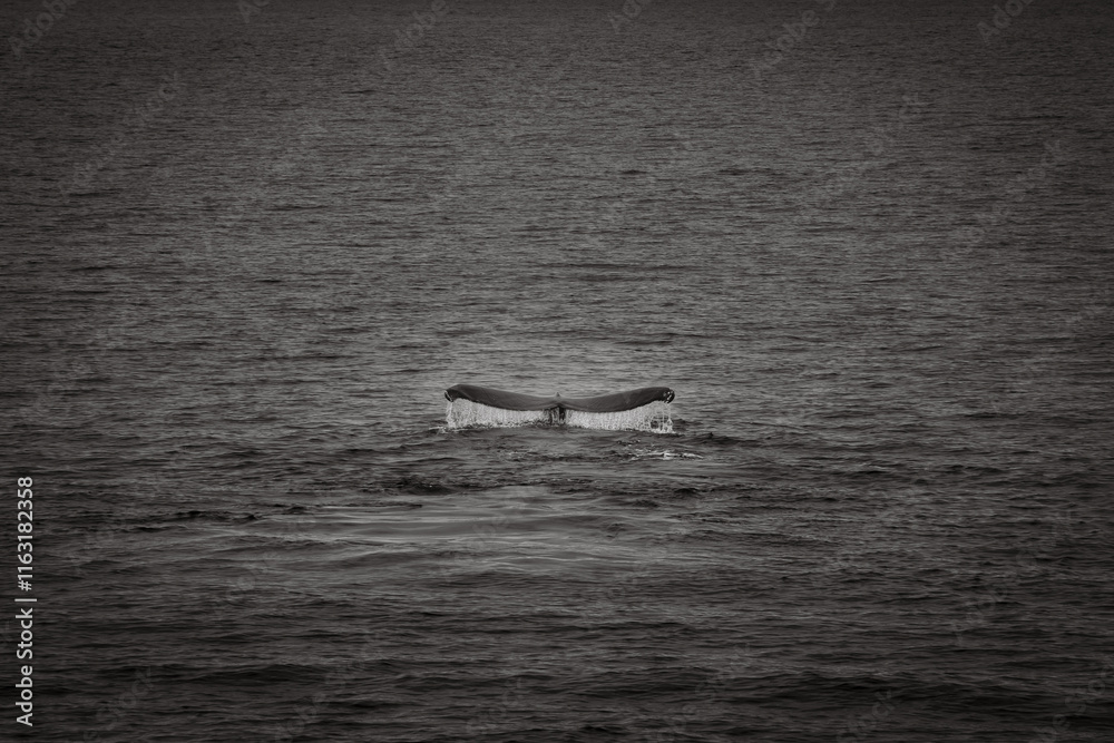 Fototapeta premium black and white whale tail