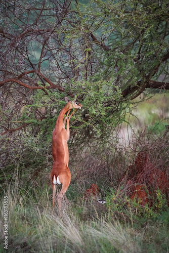 Standing Gerenuk (Litocranius walleri) Feeding on Acacia Leaves in Lumo Conservancy, Kenya  photo