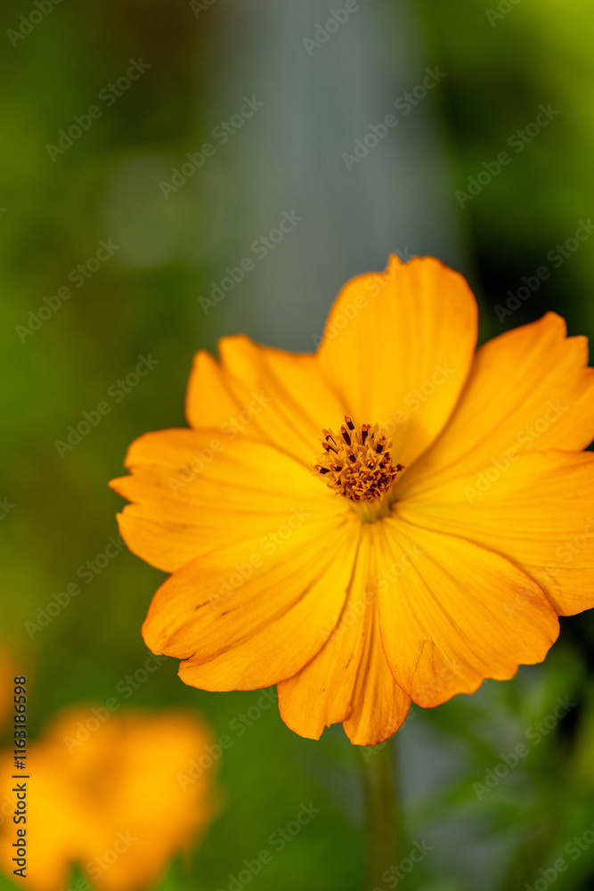 Orange Cosmos daisy flower blooms in a garden Orange Cosmos daisy flower blooms in a garden