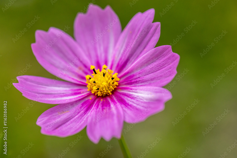 Pink Cosmos daisy flower blooms in a garden Pink Cosmos daisy flower blooms in a garden