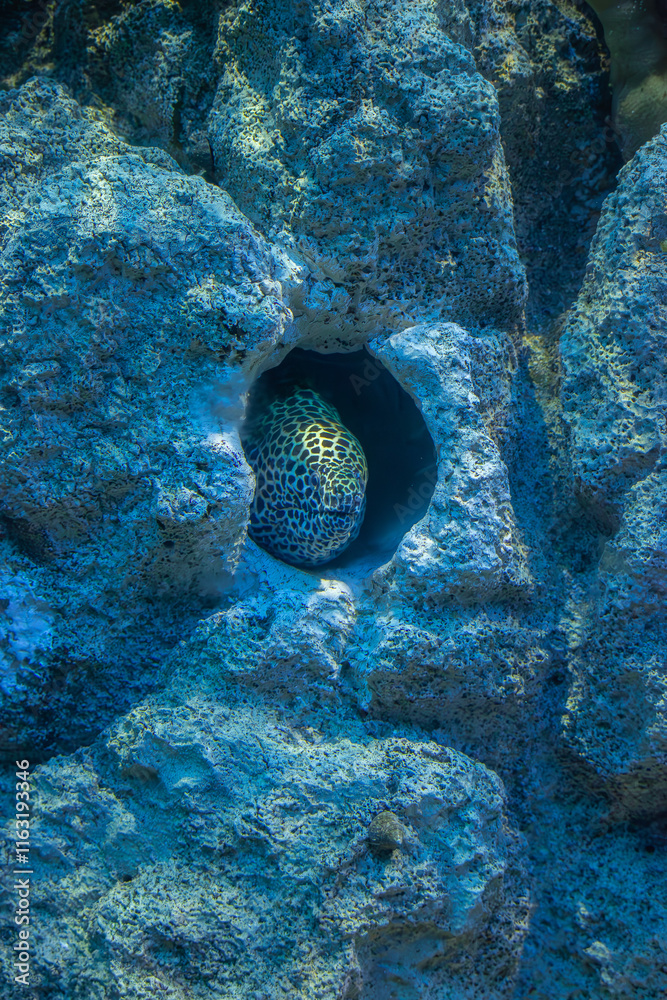 A moray eel peeking out from a rocky crevice in an aquarium, illuminated by blue lighting.