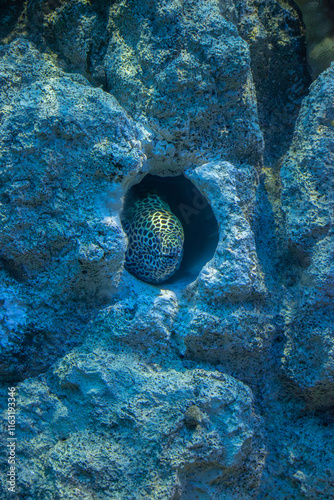 Obraz na płótnie A moray eel peeking out from a rocky crevice in an aquarium, illuminated by blue lighting. w salonie