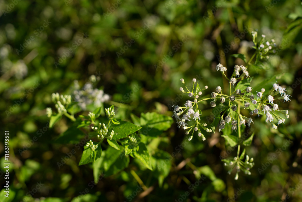 Several insects and diseases have been identified as potential biological control agents for Ageratum conyzoides. However, more research is needed to develop effective and sustainable biological contr Several insects and diseases have been identified as potential biological control agents for Ageratum conyzoides. However, more research is needed to develop effective and sustainable biological contr