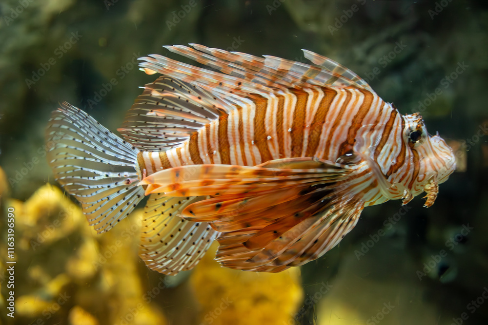 A close-up of a lionfish showcasing its vibrant colors and distinctive spines.
