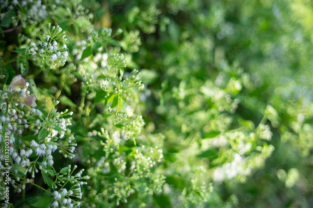 delve into the various aspects of Ageratum conyzoides, encompassing its botanical characteristics, ecological impacts, traditional uses, and management strategies.
Botanical Characteristics
Ageratu delve into the various aspects of Ageratum conyzoides, encompassing its botanical characteristics, ecological impacts, traditional uses, and management strategies.
Botanical Characteristics
Ageratu
