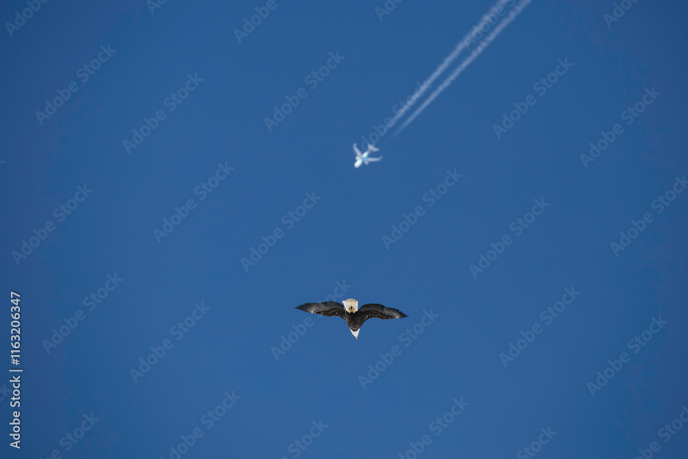 Fototapeta premium Bald Eagle and Jet