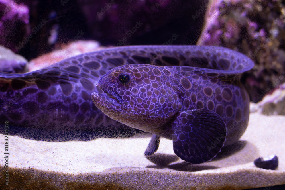 A vibrant eel with purple spots resting on the sandy ocean floor with rocks in the background.