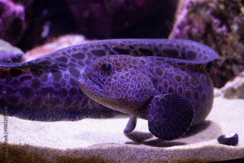 Obraz na płótnie A vibrant eel with purple spots resting on the sandy ocean floor with rocks in the background. w salonie