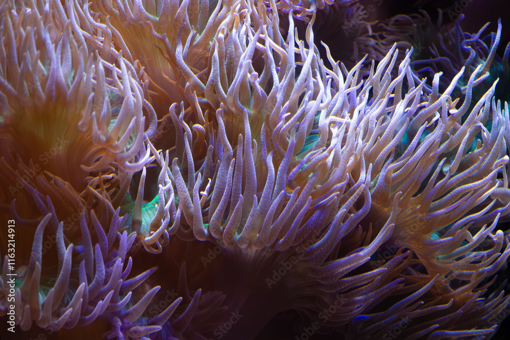 A close-up view of vibrant underwater coral with flowing tentacles showcasing a stunning array of colors and marine life.