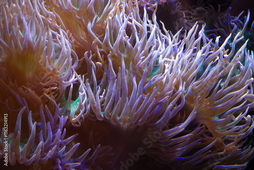 Obraz na płótnie A close-up view of vibrant underwater coral with flowing tentacles showcasing a stunning array of colors and marine life. w salonie