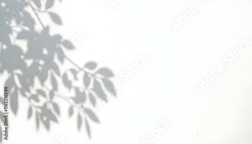 sombra gris de hojas de rosas silvestres sobre pared blanca, fondo abstracto y neutral