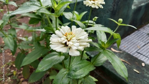 Beautiful white Zinnia Flower in Bloom – Macro Photography. Close-Up of a Fresh white Zinnia Flower with Petal Details. Elegant white Zinnia Flower Isolated in Nature. Bright white Zinnia Blossom