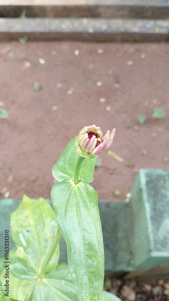 Obraz premium Beautiful Pink Zinnia Flower in Bloom – Macro Photography. Close-Up of a Fresh Pink Zinnia Flower with Petal Details. Elegant Pink Zinnia Flower Isolated in Nature. Bright Pink Zinnia Blossom