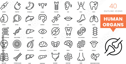 Set of minimalist linear human organs icons. Vector illustration