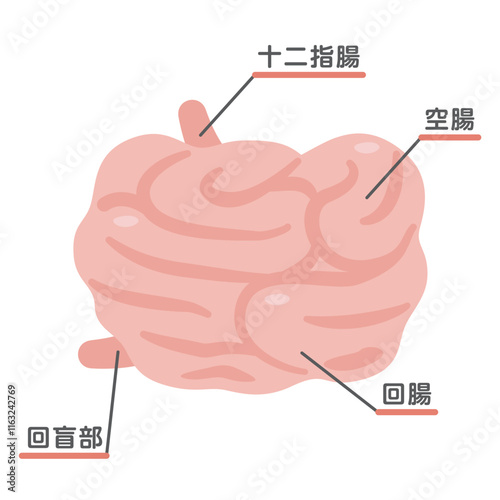 小腸の構造イラスト